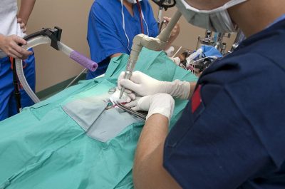 A veterinarian performs laser surgery on an animal.